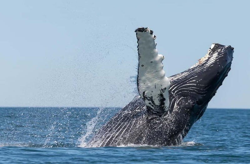 Húsavík: Traditional Whale Watching by Local Family Company - Key things that make this tour work