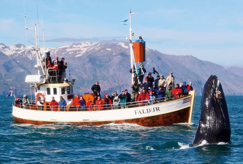 Húsavík: Traditional Whale Watching by Local Family Company - Price and value: is $91 a fair deal?