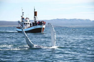 Húsavík: Traditional Whale Watching by Local Family Company - The traditional oak boat: comfort, safety, and real visibility