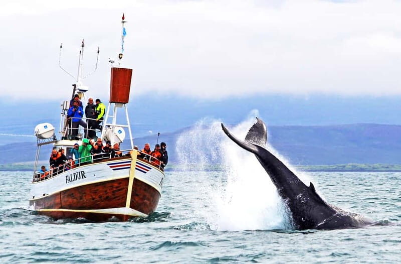 Húsavík: Traditional Whale Watching by Local Family Company - Skjálfandi Bay: the whale-rich waters you’re actually cruising