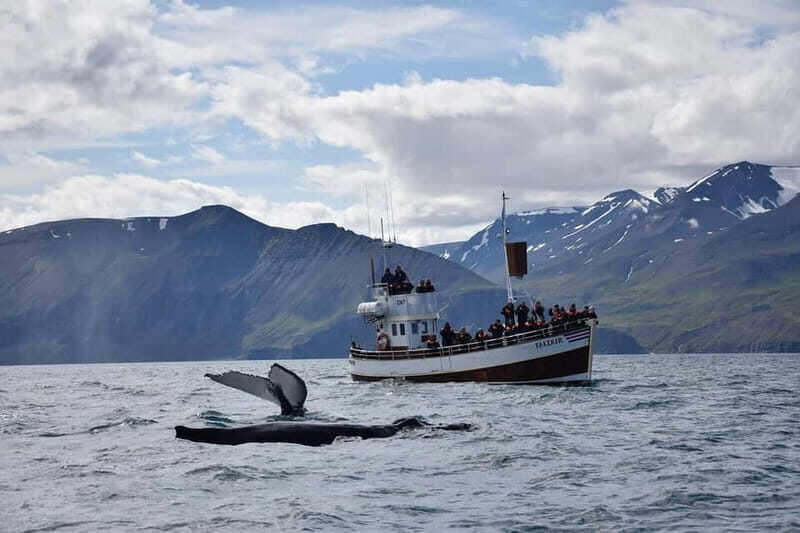 Húsavík: Traditional Whale Watching by Local Family Company - How the guide helps you spot whales faster