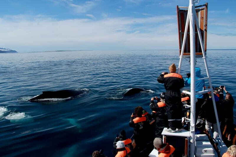 Húsavík: Traditional Whale Watching by Local Family Company - What you might see: humpbacks, blue whales, and more