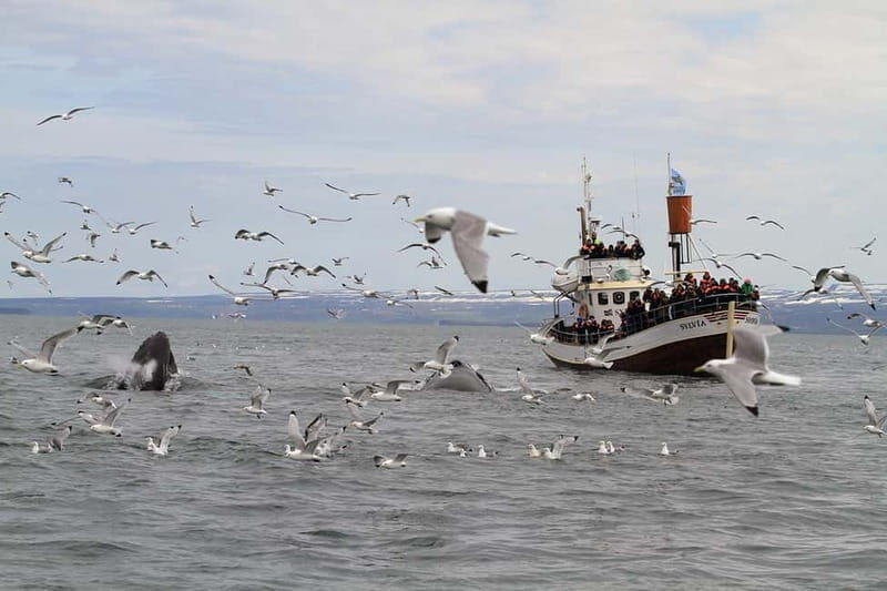 Húsavík: Traditional Whale Watching by Local Family Company - The 3-hour timing: long enough to matter, not so long you lose it