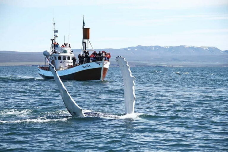 Húsavík: Traditional Whale Watching by Local Family Company - The traditional oak boat: comfort, safety, and real visibility