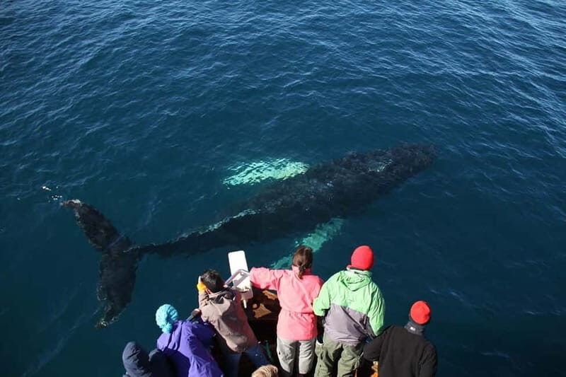 Húsavík: Traditional Whale Watching by Local Family Company - Itinerary flow: what happens during those stops