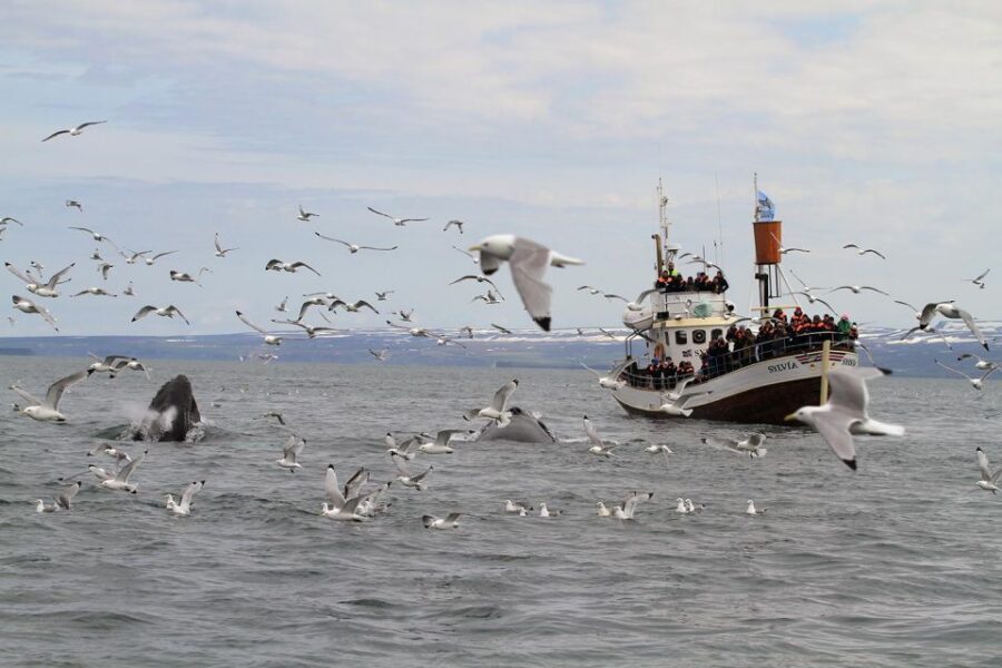 Húsavík: Traditional Whale Watching by Local Family Company - Weather, seasickness, and staying comfortable in the North