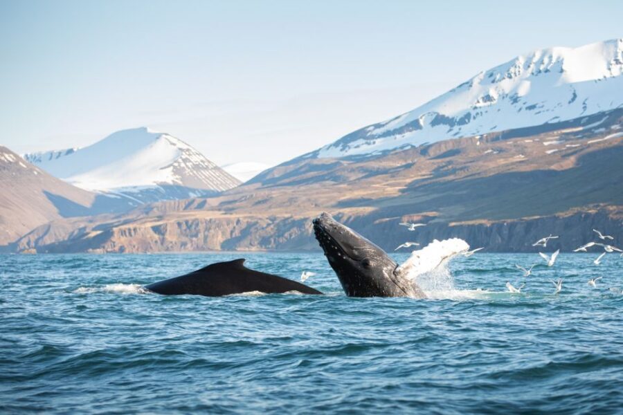 Húsavík: Whale-Watching Cruise and Puffins Guided Tour - Key Things I’d Chase on This Húsavík Cruise