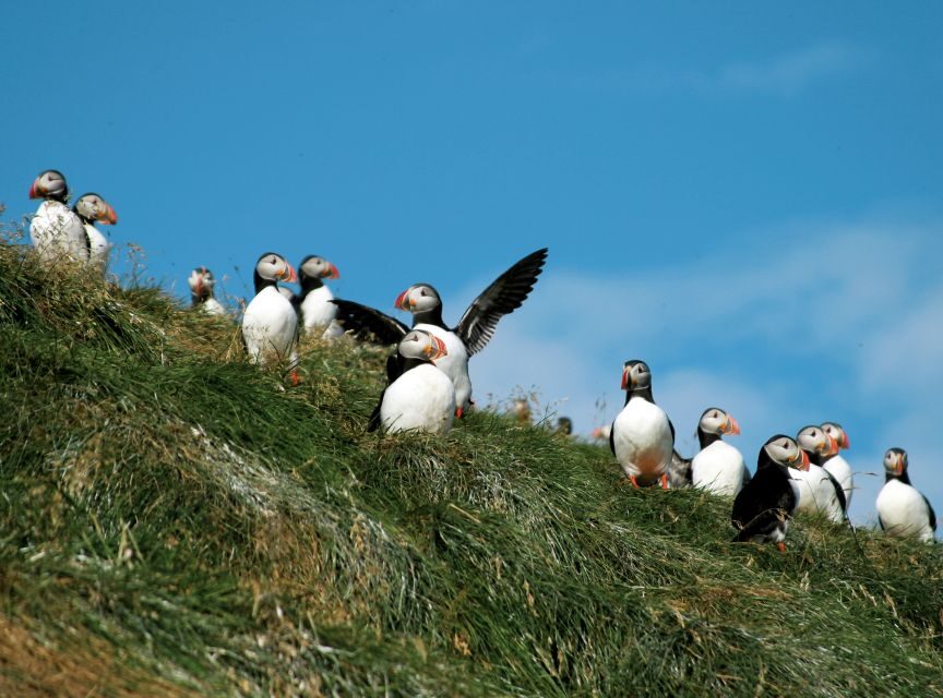 Húsavík: Whale-Watching Cruise and Puffins Guided Tour - Who This Tour Fits Best in Real Life