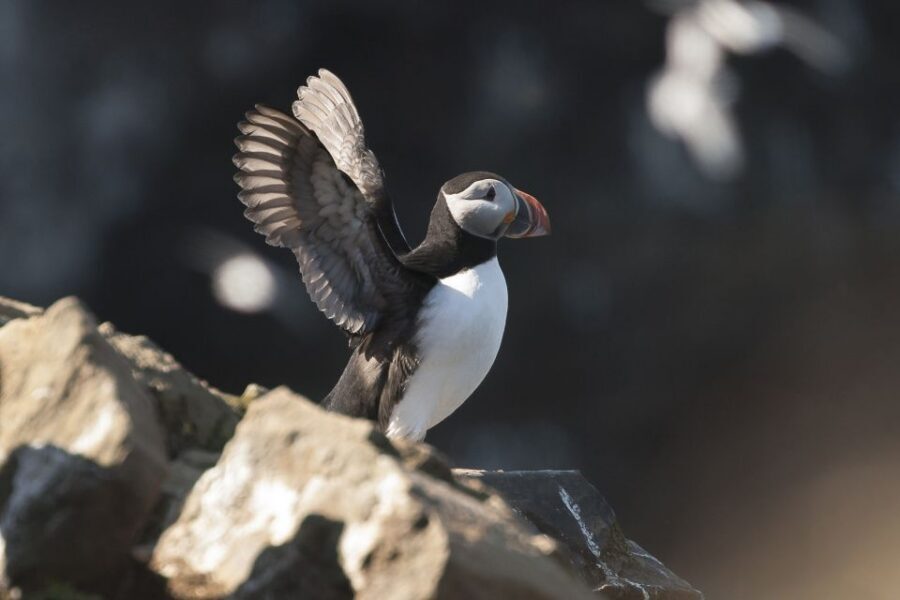 Húsavík: Whale-Watching Cruise and Puffins Guided Tour - Skjálfandi Bay: Why Húsavík’s Waters Deliver