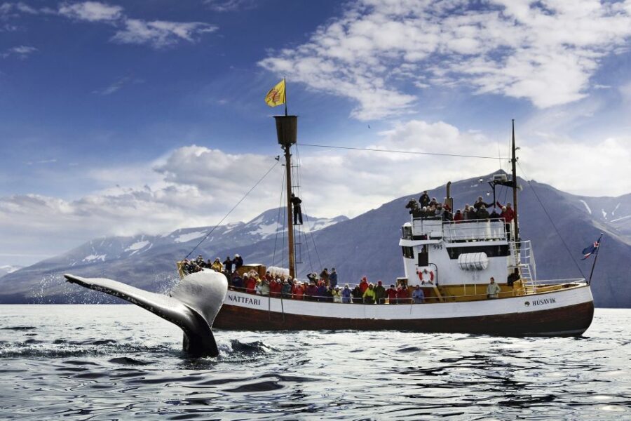 Húsavík: Whale-Watching Cruise and Puffins Guided Tour - Puffin Island: Expect Thousands of Birds, Not Always Close Photos