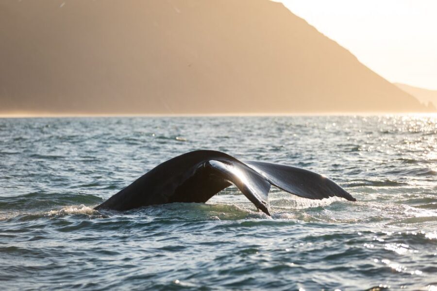 Húsavík: Whale-Watching Cruise and Puffins Guided Tour - How Whale Sightings Tend to Work During the 3.5 Hours