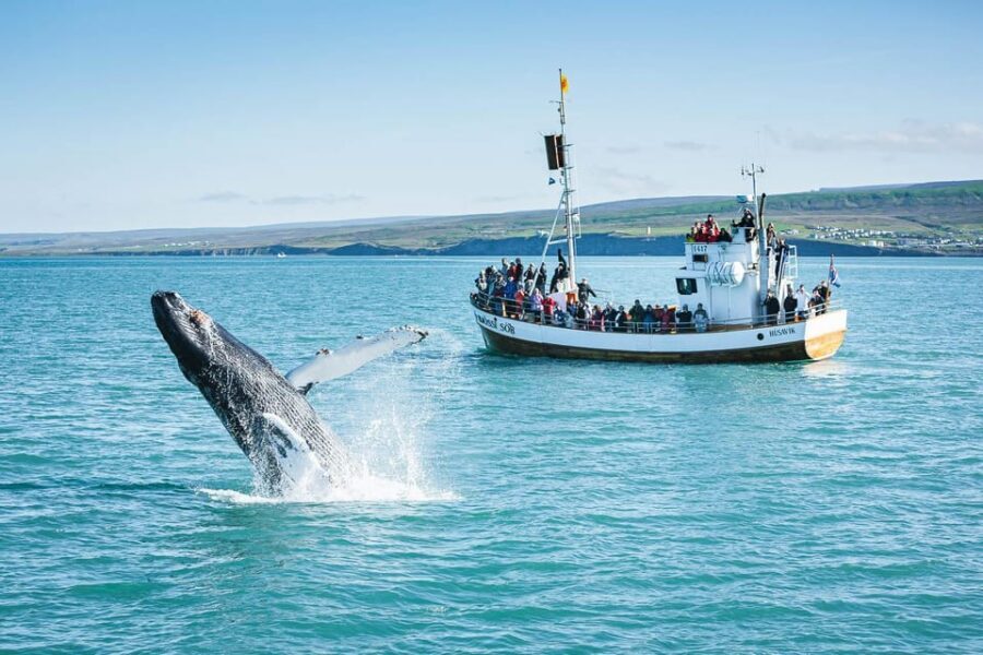 Húsavík: Whale-Watching Cruise and Puffins Guided Tour - Price and Value: What $135 Buys You on the Bay