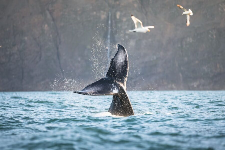Húsavík: Whale-Watching Cruise and Puffins Guided Tour - What to Bring (and What to Skip) for a Safer, Happier Ride