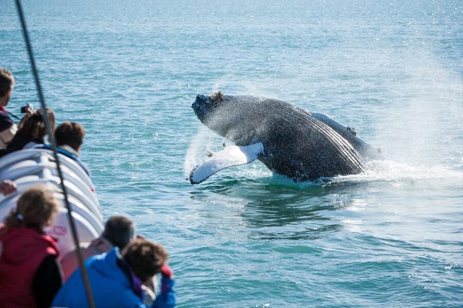 Húsavík: Whale-Watching Cruise and Puffins Guided Tour - Finding the North Sailing Ticket Office Without Stress