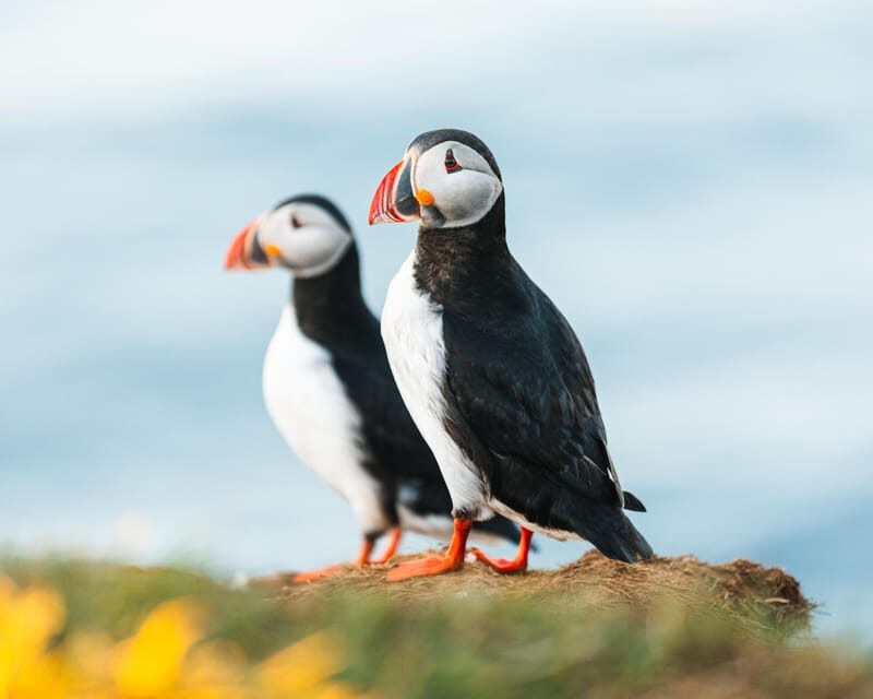 Húsavík: Whale-Watching Cruise and Puffins Guided Tour - The Traditional Oak Boat Experience and What “Warm” Actually Means