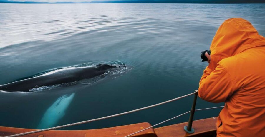 Husavik: Whale Watching on a Carbon Neutral Oak Boat - Key things I’d prioritize before you go