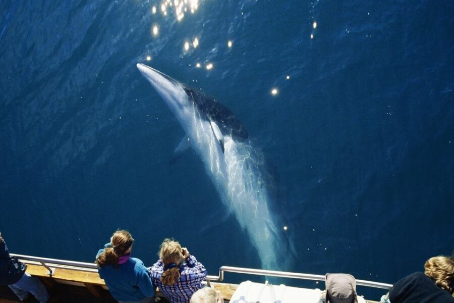 Husavik: Whale Watching on a Carbon Neutral Oak Boat - Practical tips to improve your odds and your comfort