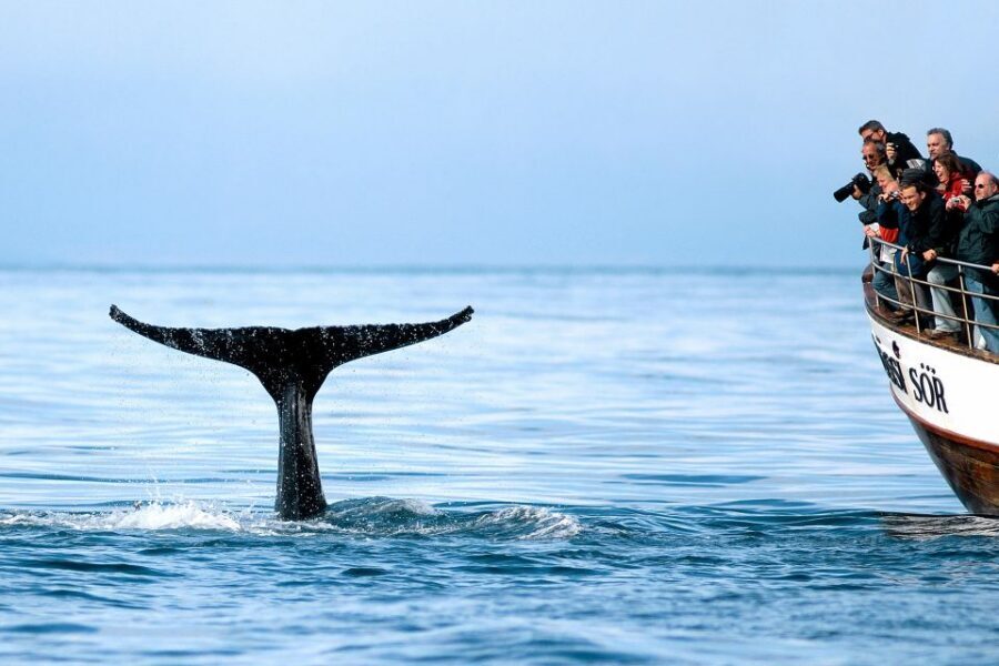 Husavik: Whale Watching on a Carbon Neutral Oak Boat - Húsavík whale watching: why Skjálfandi Bay is worth the time