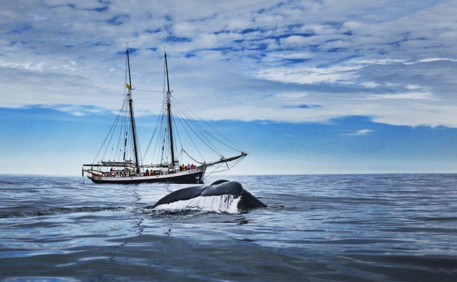 Husavik: Whale Watching on a Carbon Neutral Oak Boat - The 3-hour cruise flow: what your time on board actually feels like