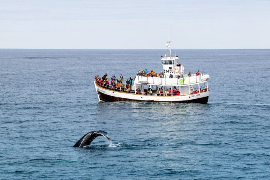 Husavik: Whale Watching on a Carbon Neutral Oak Boat - Wildlife odds: whales, dolphins, and seabirds in real conditions