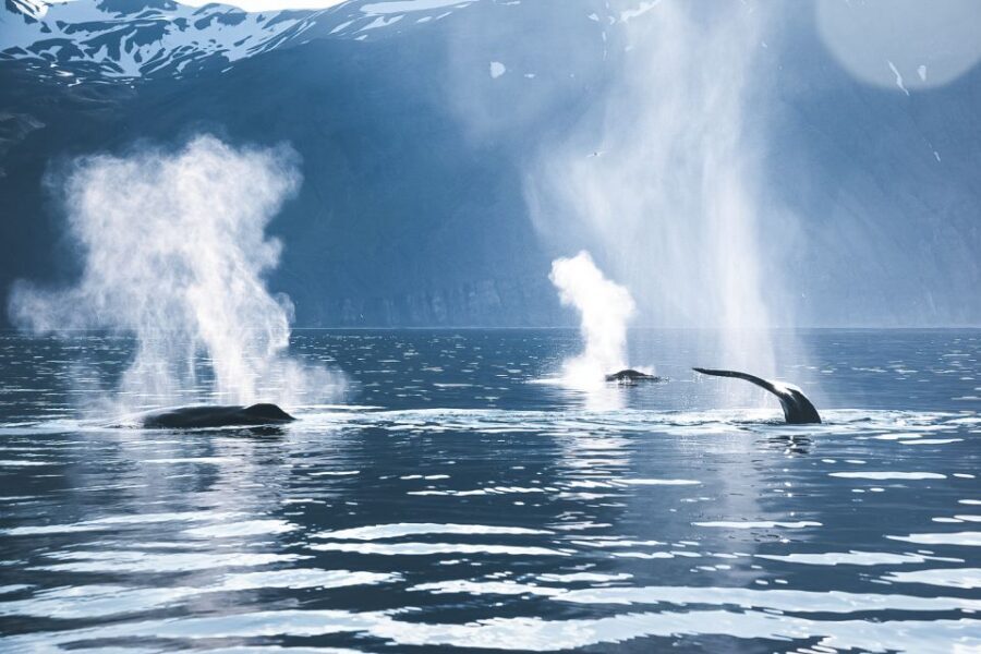 Husavik: Whale Watching on a Carbon Neutral Oak Boat - Price and value: is $132 per person fair here?