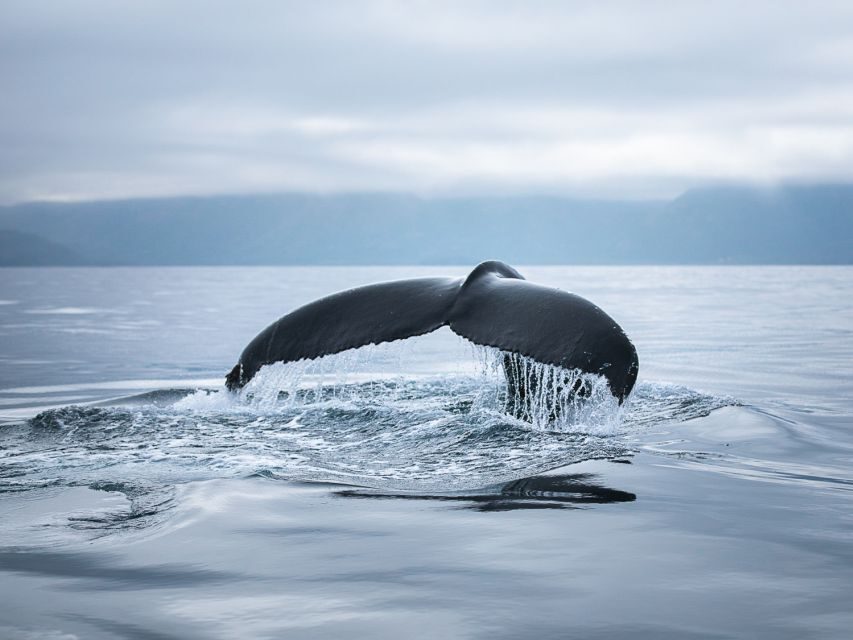Husavik: Whale Watching on a Carbon Neutral Oak Boat - Weather, rescheduling, and the cold reality of the bay