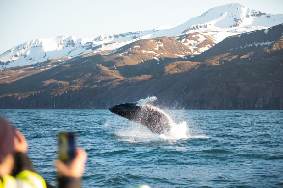 Husavik: Whale Watching on a Carbon Neutral Oak Boat - Accessibility and who this tour suits best