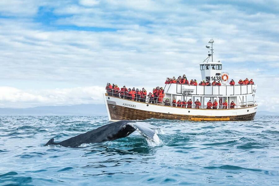 Husavik: Whale Watching on a Carbon Neutral Oak Boat - Carbon neutral on a classic oak boat: what makes this tour different