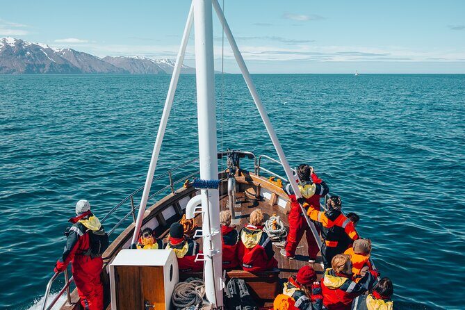 Húsavík Whale Watching Tour, family owned and operated - Húsavík whale watching: why this area keeps delivering