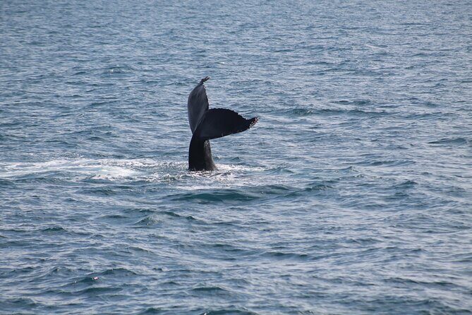 Húsavík Whale Watching Tour, family owned and operated - How close will you get? Setting the right expectations