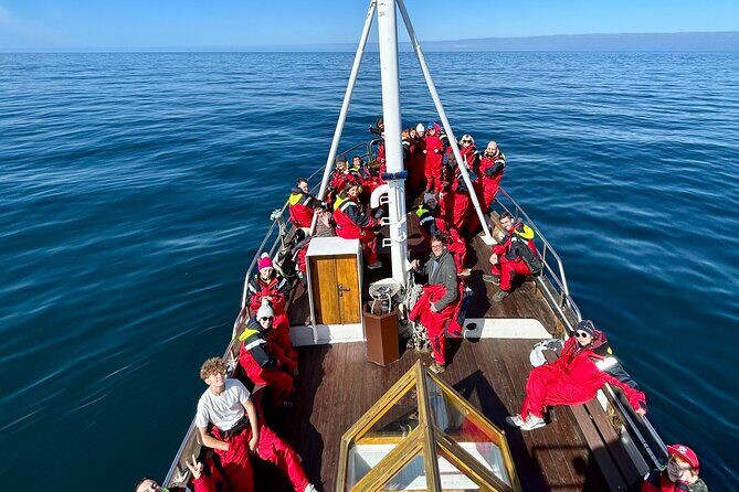 Húsavík Whale Watching Tour, family owned and operated - Wildlife beyond whales: puffins, birds, and dolphins