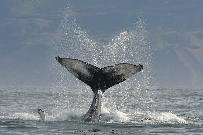 Húsavík Whale Watching Tour, family owned and operated - What you actually get for the price (and what you still need to bring)