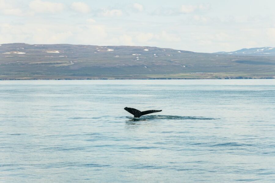 Húsavík: Whale Watching Tour with Guide - What you’ll see: whales, dolphins, seabirds, and the occasional surprise