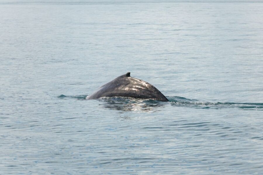 Húsavík: Whale Watching Tour with Guide - Weather reality: when seas get rough, and what the crew does