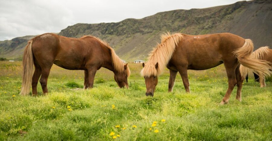 Hveragerdi: Reykjadalur (Hotspring Valley) Horse Riding Tour - Gear included: helmets, rainwear, snowsuits, and why it matters