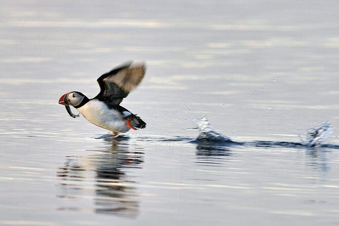Iceland Super Saver: Puffin Cruise plus Whale-Watching Tour from Reykjavik - Getting started at Geirsgata 11 and staying warm on purpose