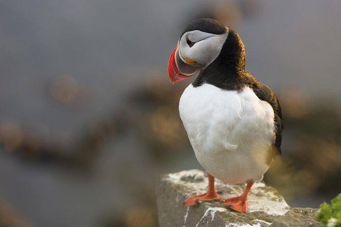 Iceland Super Saver: Puffin Cruise plus Whale-Watching Tour from Reykjavik - Whale watching in Faxafloi Bay: how the search becomes part of the fun