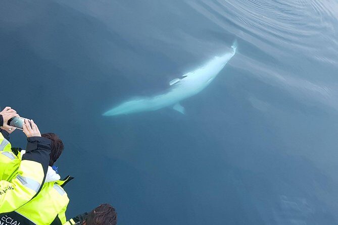 Iceland Super Saver: Puffin Cruise plus Whale-Watching Tour from Reykjavik - When seas turn rough, here is how to plan your attitude