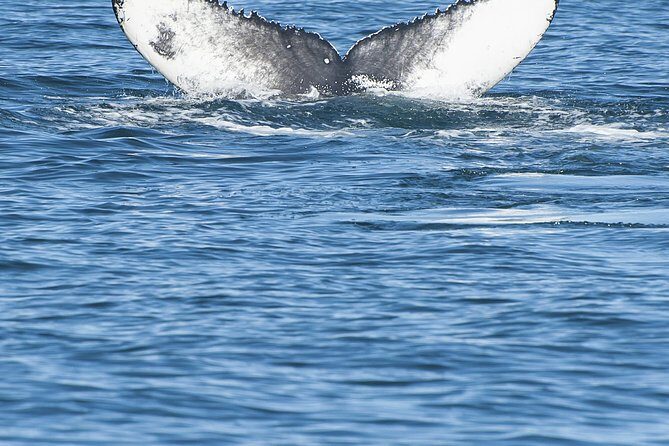 Iceland Super Saver: Puffin Cruise plus Whale-Watching Tour from Reykjavik - Guides, spotting help, and what to listen for
