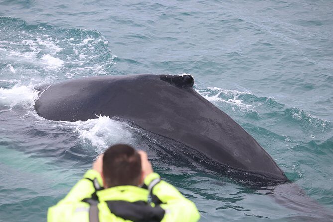 Iceland Super Saver: Puffin Cruise plus Whale-Watching Tour from Reykjavik - Value check: is the $156.19 price fair for two wildlife tours