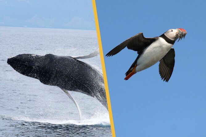 Iceland Super Saver: Puffin Cruise plus Whale-Watching Tour from Reykjavik - Where you might feel the limits: up-close hopes vs protected breeding rules