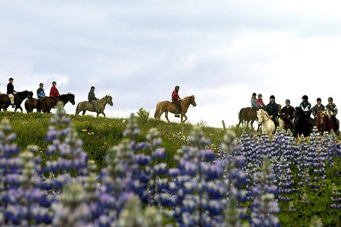 Icelandic Horseback Riding Tour Including Pick Up from Reykjavik - Who This Tour Is Best For (and Who Should Rethink It)