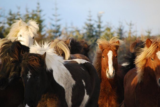 Icelandic Horseback Riding Tour with Pickup Option from Reykjavik - Getting to the stables and getting fitted fast