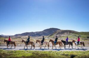 Icelandic Horseback Riding Tour with Pickup Option from Reykjavik - Meet the Icelandic horses and learn what the tölt actually feels like