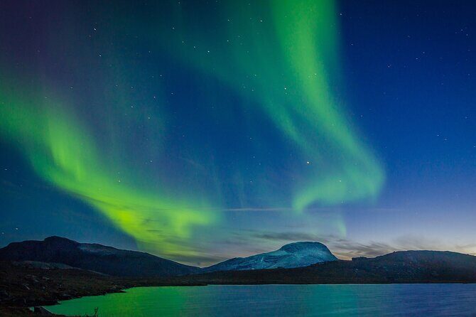 Northern Lights Yacht Cruise in Reykjavik - What you can see besides the northern lights: whales and dolphins