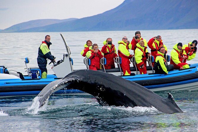 Original Big Whale Safari & Puffins Speedboat Tour from Húsavík - The 2-Hour Flow: What You’ll Do on the Water (and What Can Change)