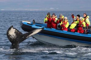 Original Big Whale Safari & Puffins Speedboat Tour from Húsavík - Who’s Driving the Search: Guides, Crew, and the Gear That Makes It Bearable