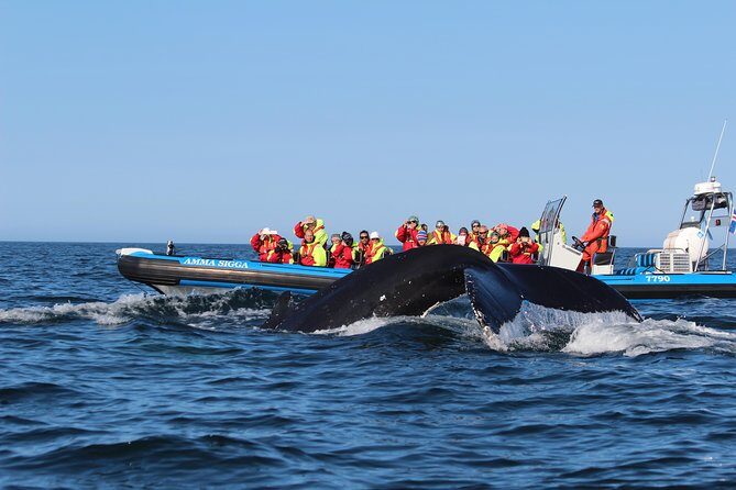 Original Big Whale Safari & Puffins Speedboat Tour from Húsavík - Wildlife Sightings: Why the “Up to 99%” Claim Matters (and How to Read It)