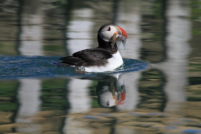 Original Big Whale Safari & Puffins Speedboat Tour from Húsavík - Photos, Phones, and Comfort: Tips That Actually Help