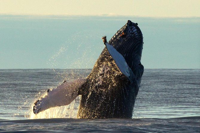 Original Big Whale Safari & Puffins Speedboat Tour from Húsavík - Price and Value: Is $180.27 a Fair Trade?